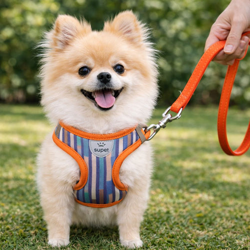 Arnés XS con correa para perros pequeños